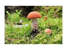 Гриб подосиновик свежий ИП Блинов А.В.